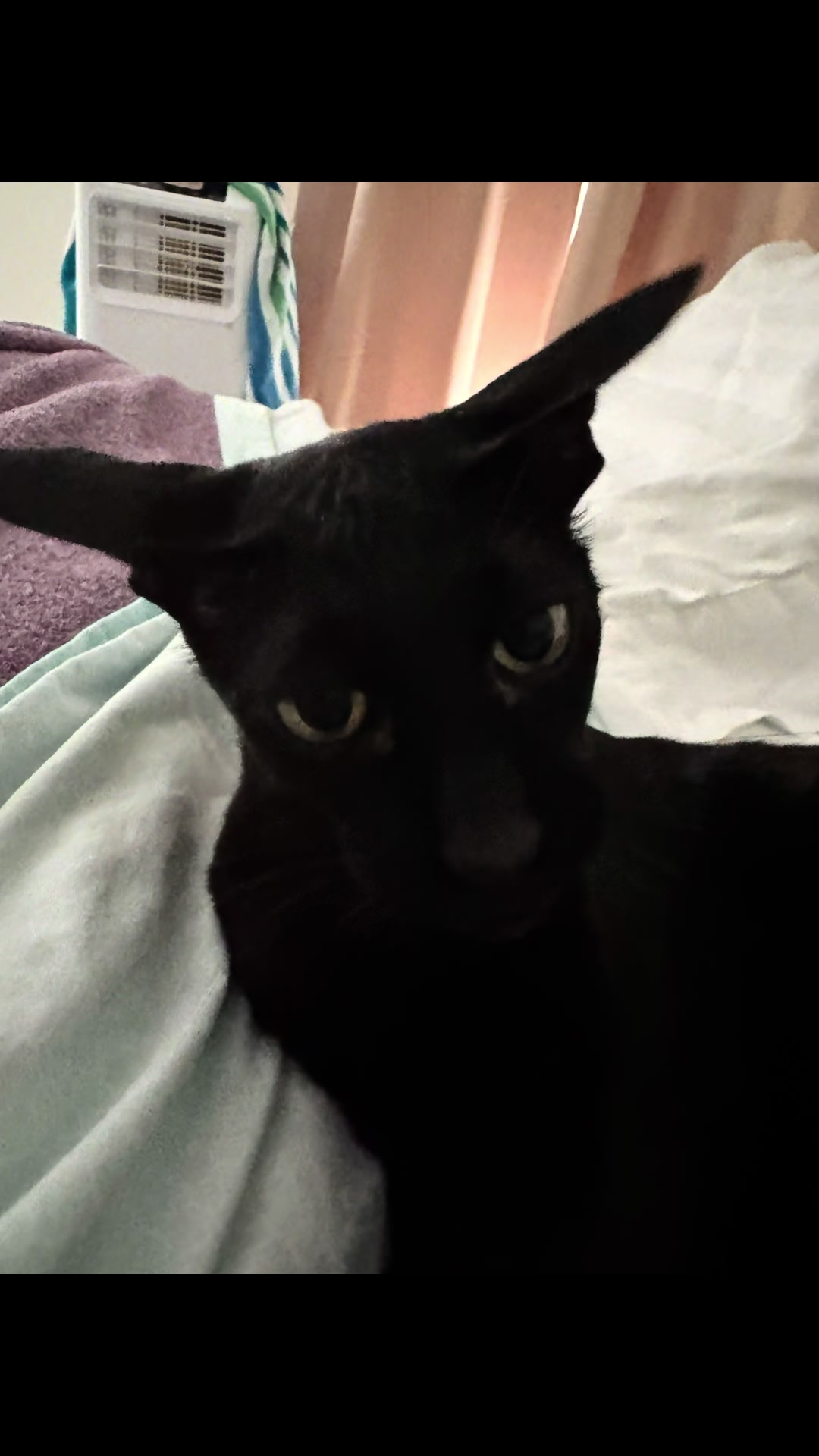 @hobbikats