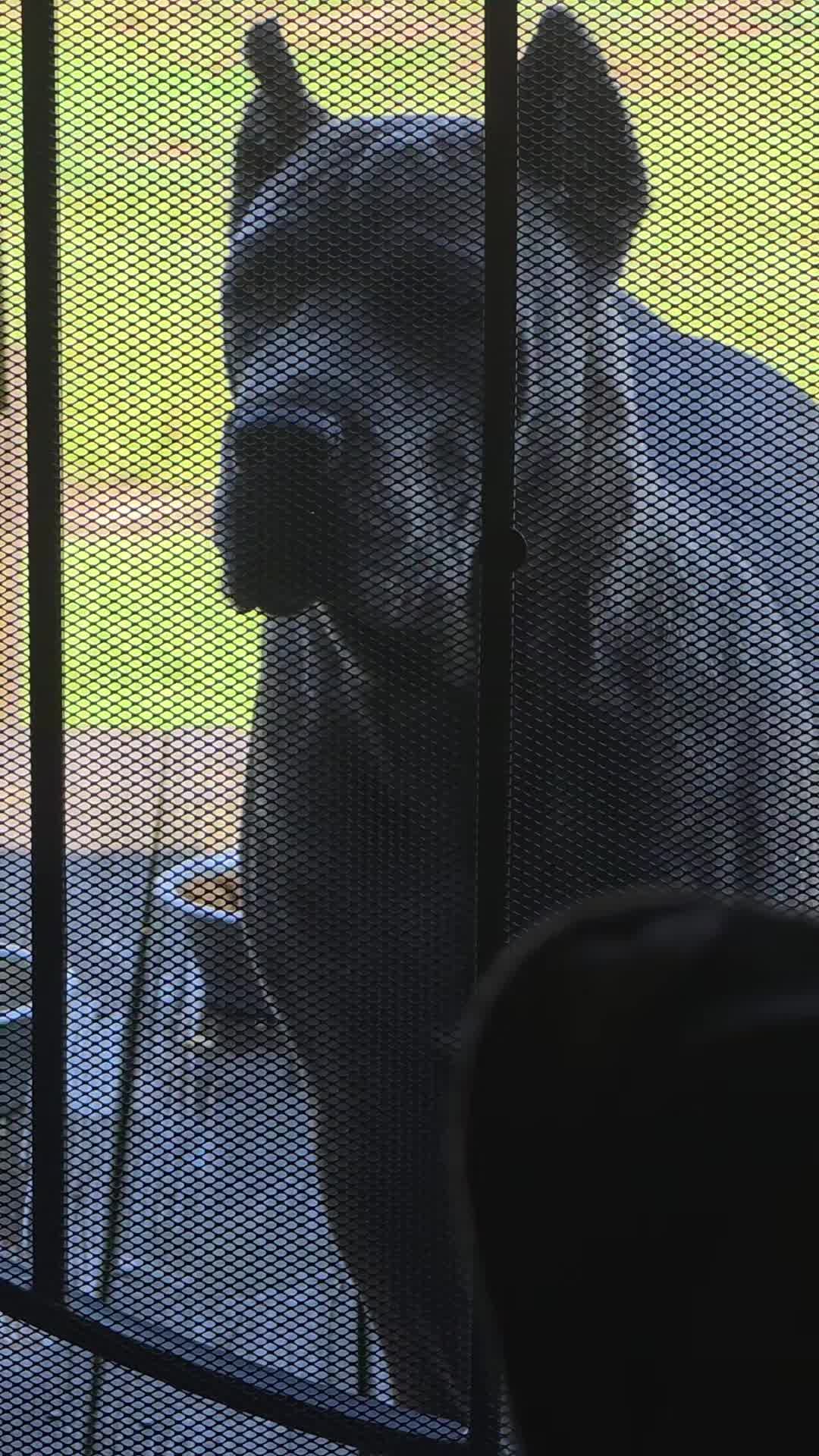 @Brandon and Blue Kennels LLC