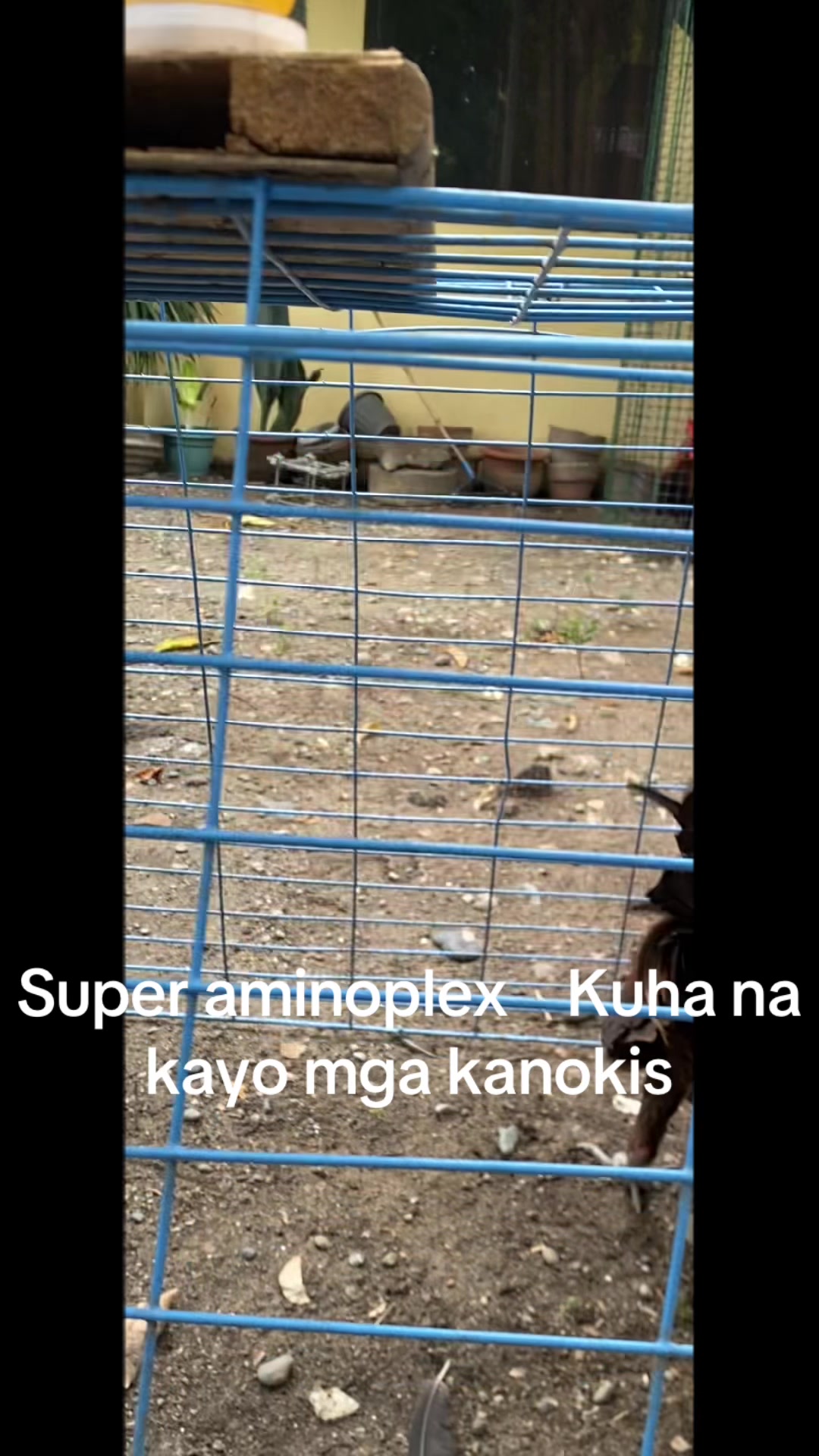 @Kanokis TV
