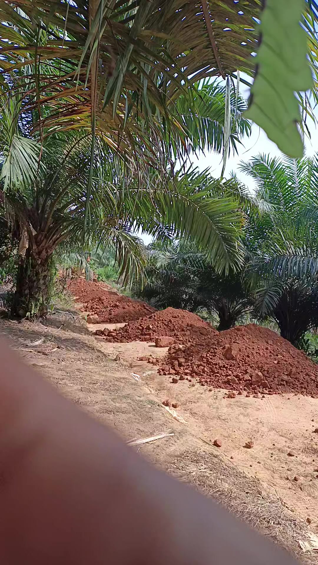 @Bongkek 439
