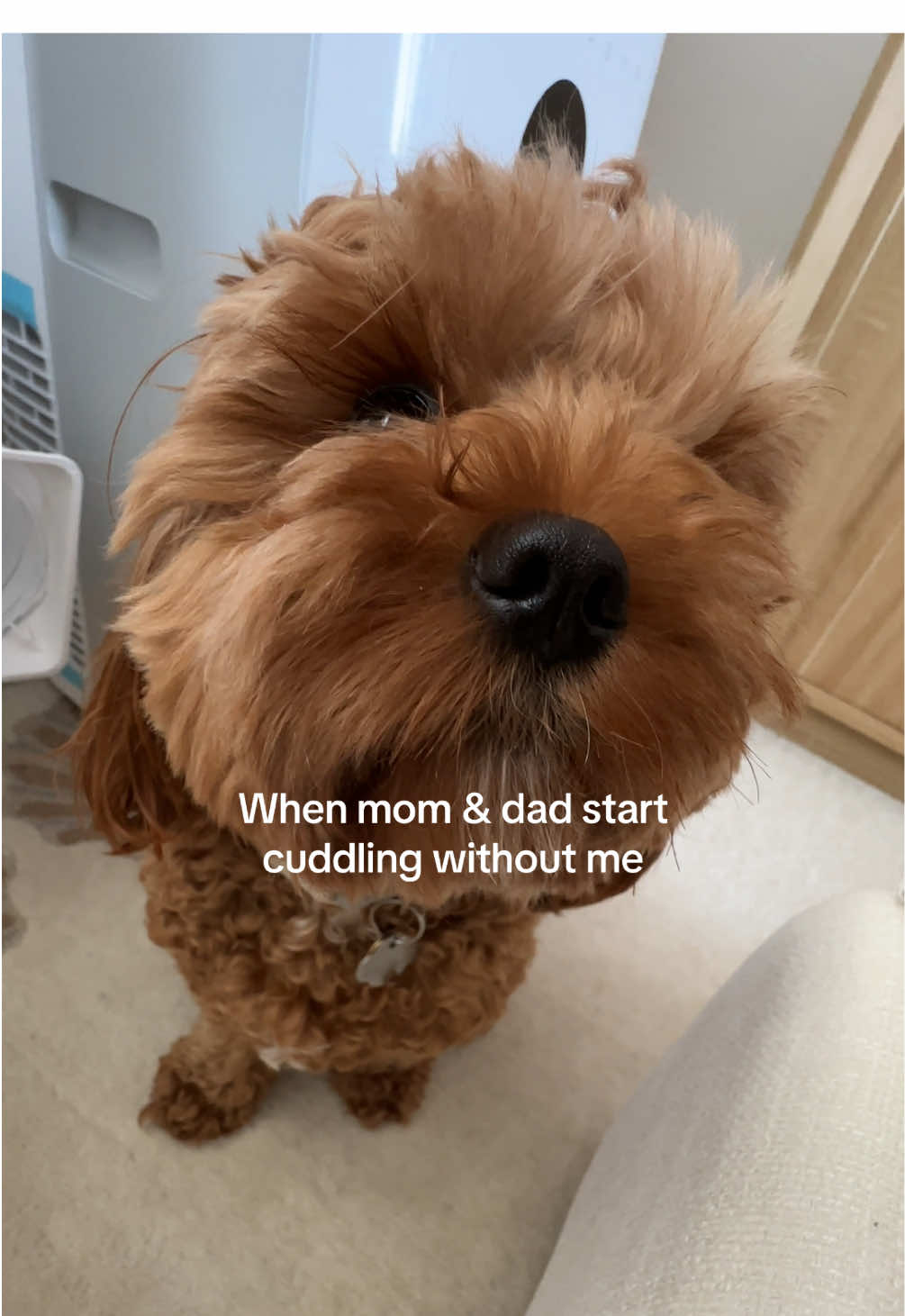 @Leo the Cavapoo