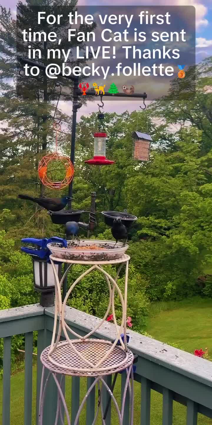 @Backyardbirdz
