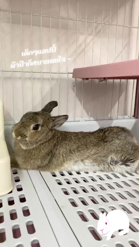 @Pet for Life