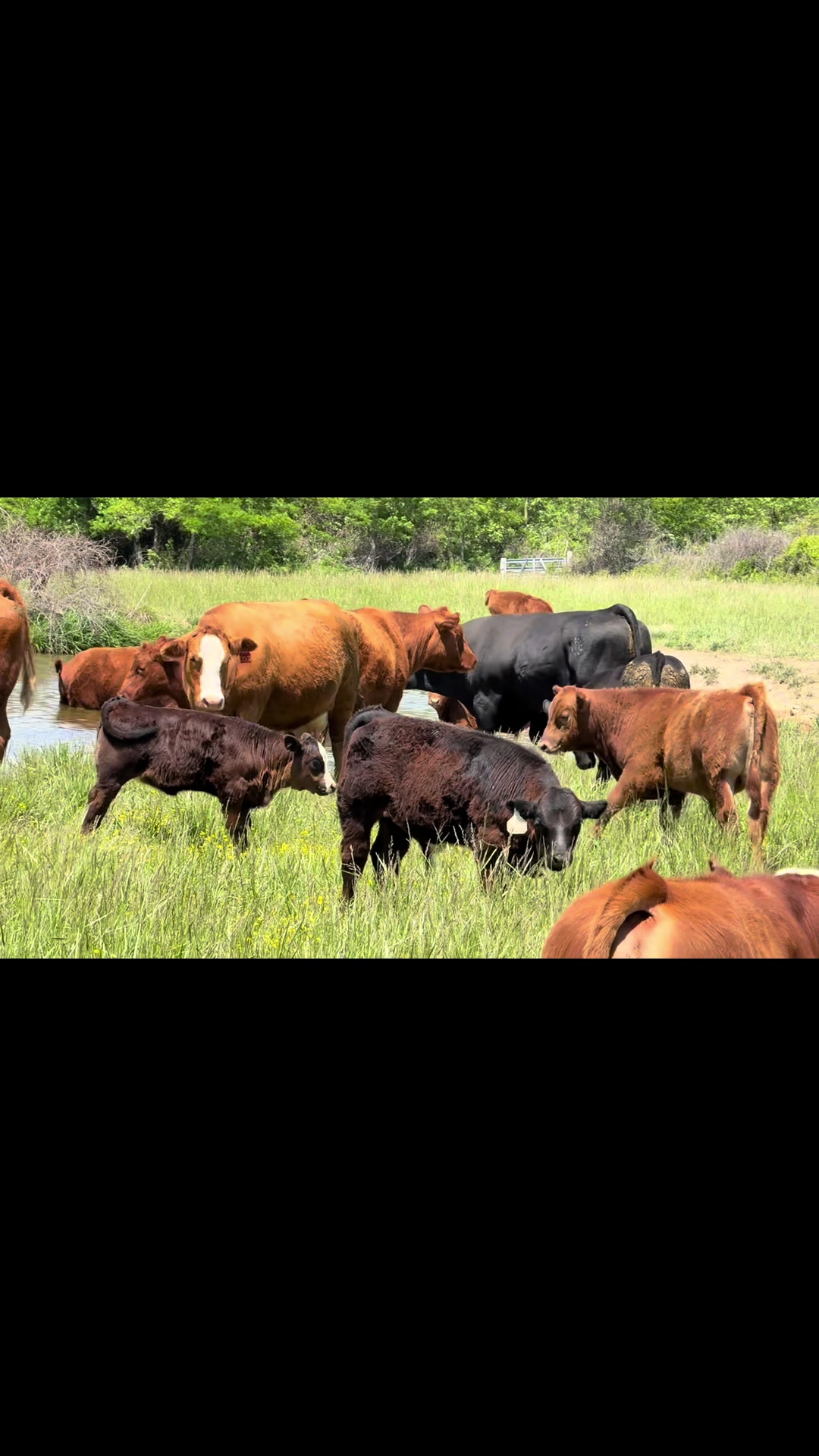 @Massey Land & Cattle