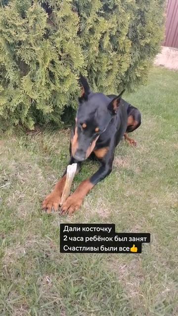 @Доберман Шелби