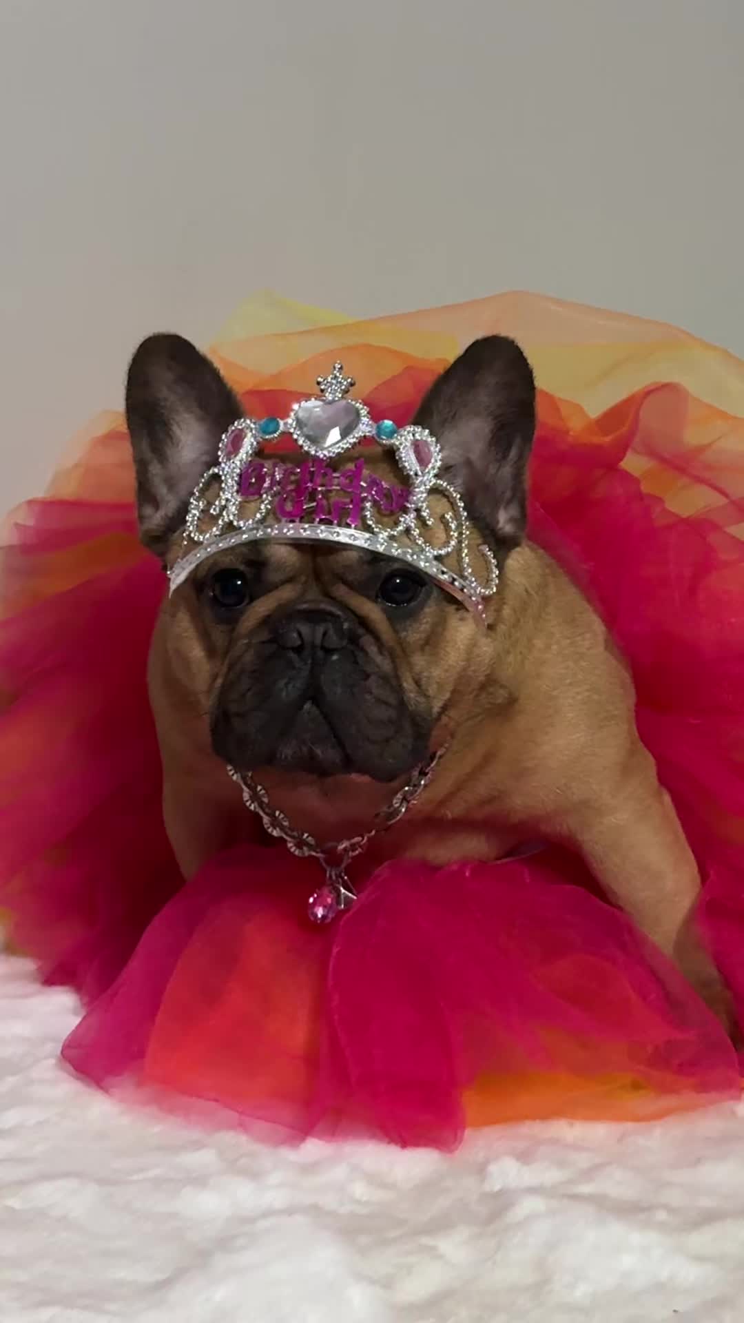 @EliteSweetFrenchies