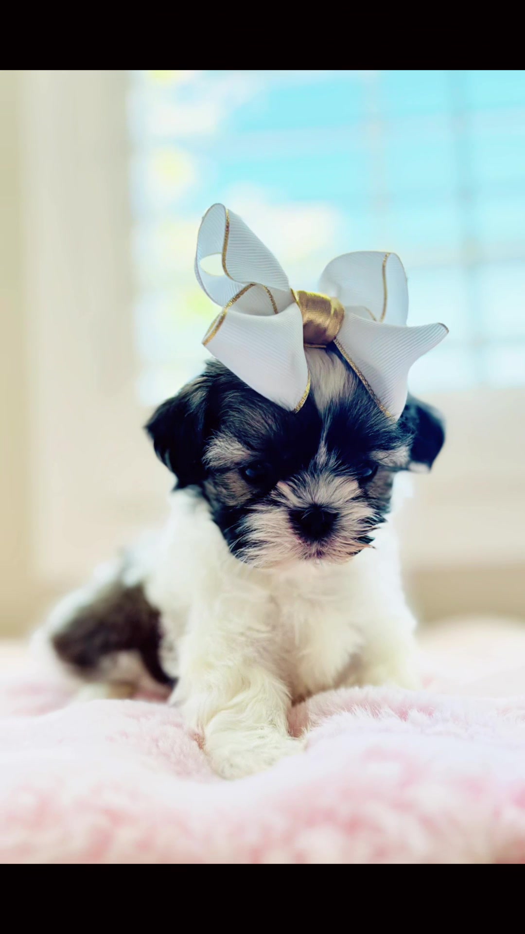 @SHIHTZU SOIRÉE