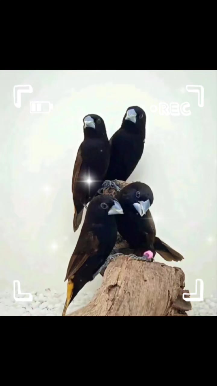 @Bird Man🦅 🇿🇦