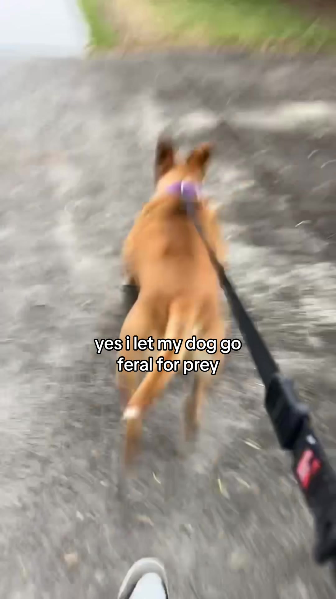 @rocky