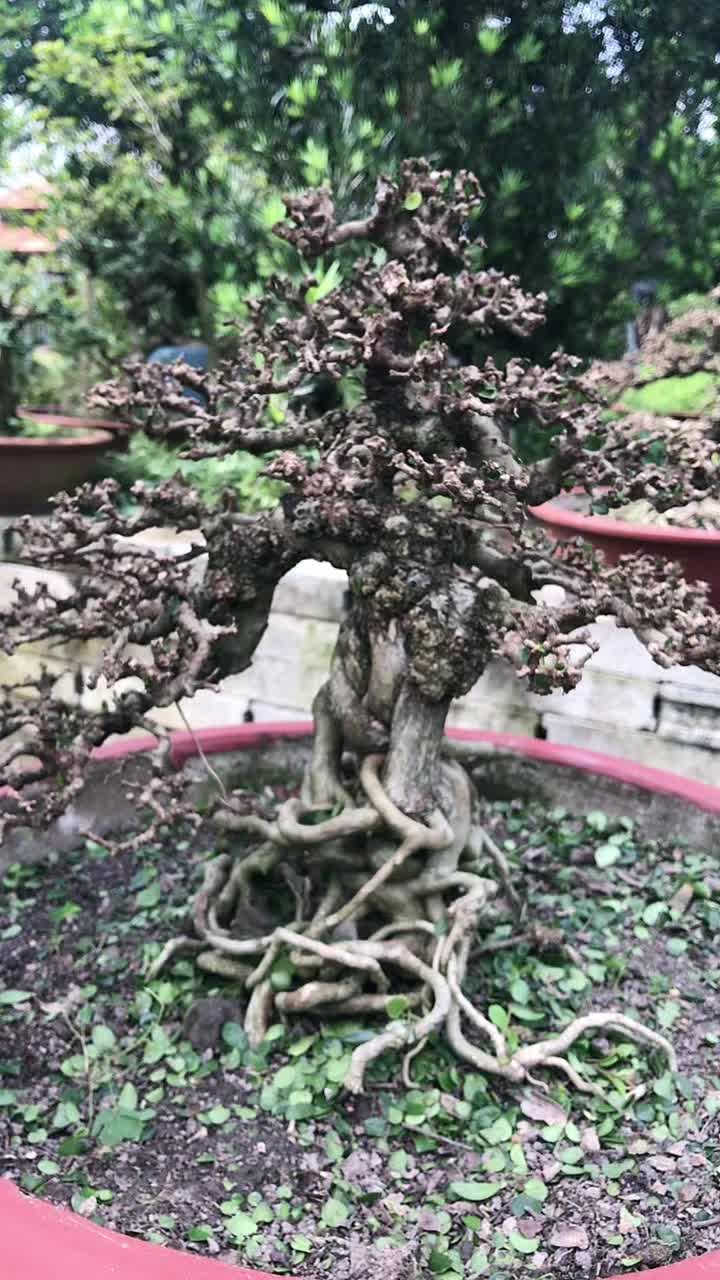 @Tiến Gò công