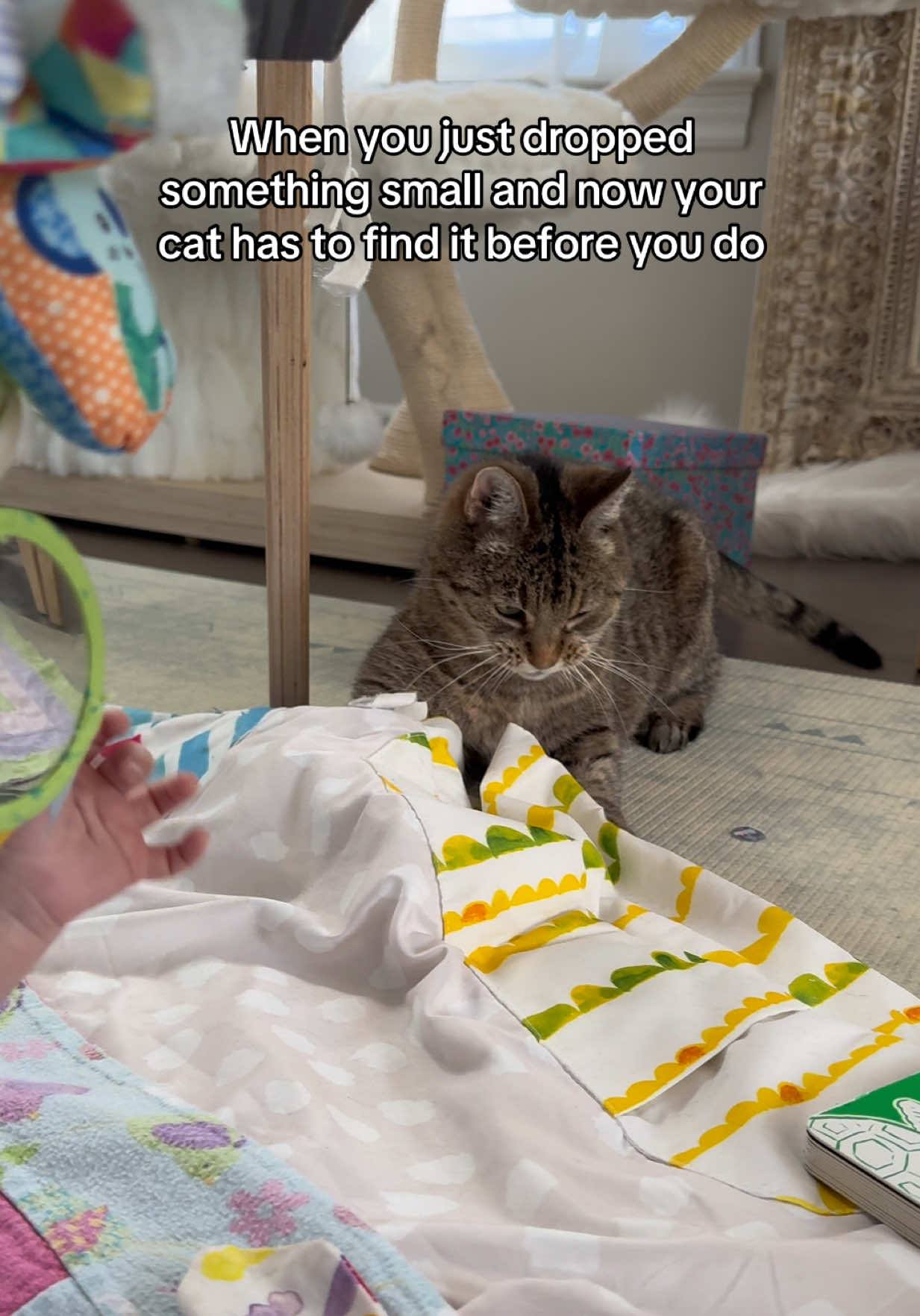 @Krista & Cats: BamBam & Bonnie