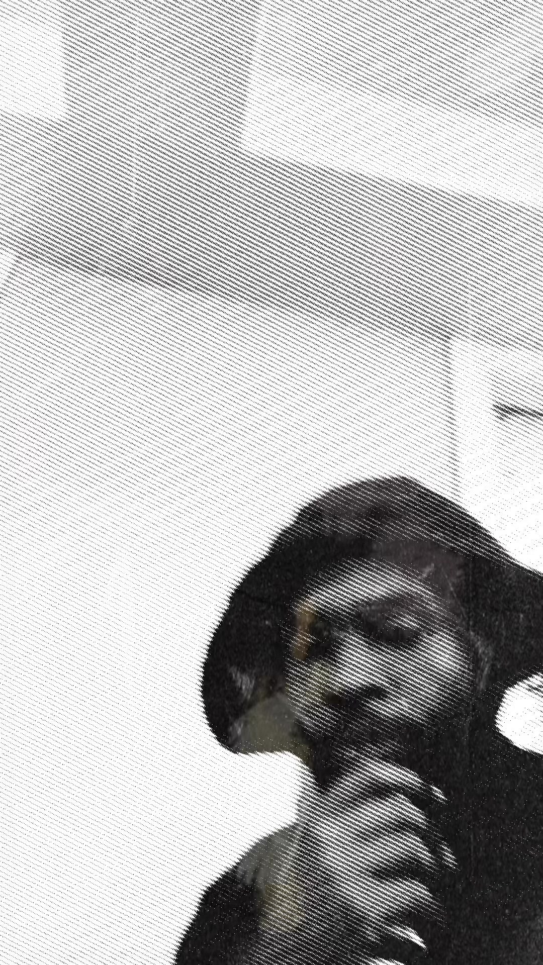 @ranwavyy