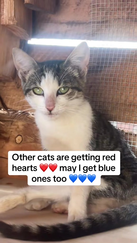 @tailspinrescue