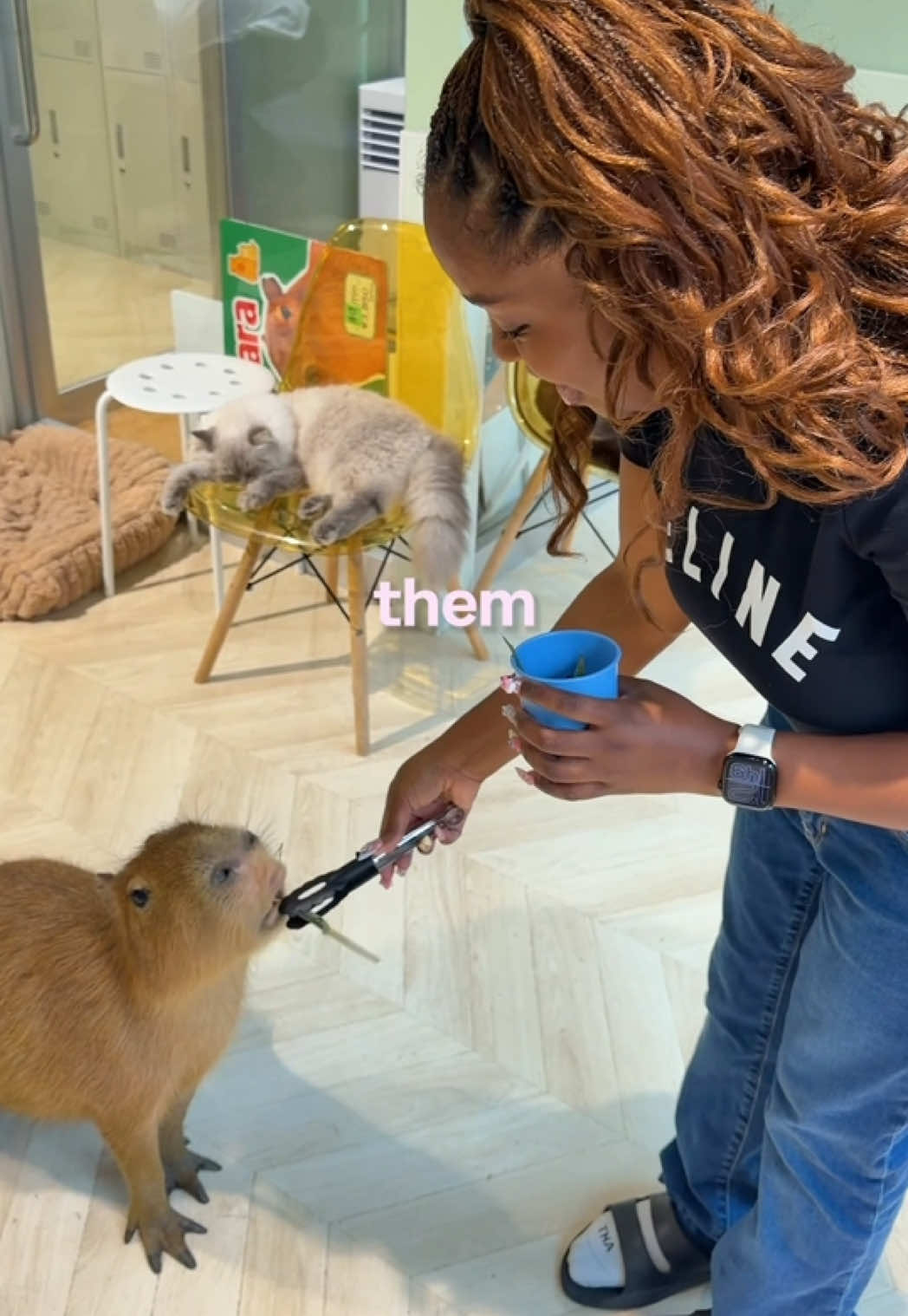 @Darcei
