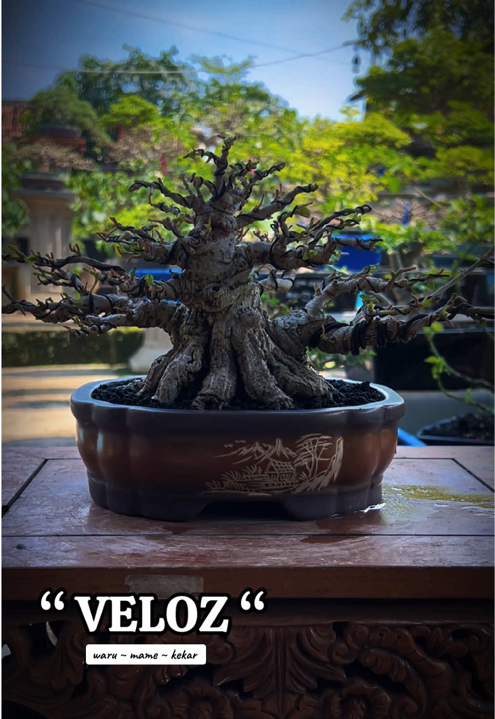 @warbonsai_purwodadi