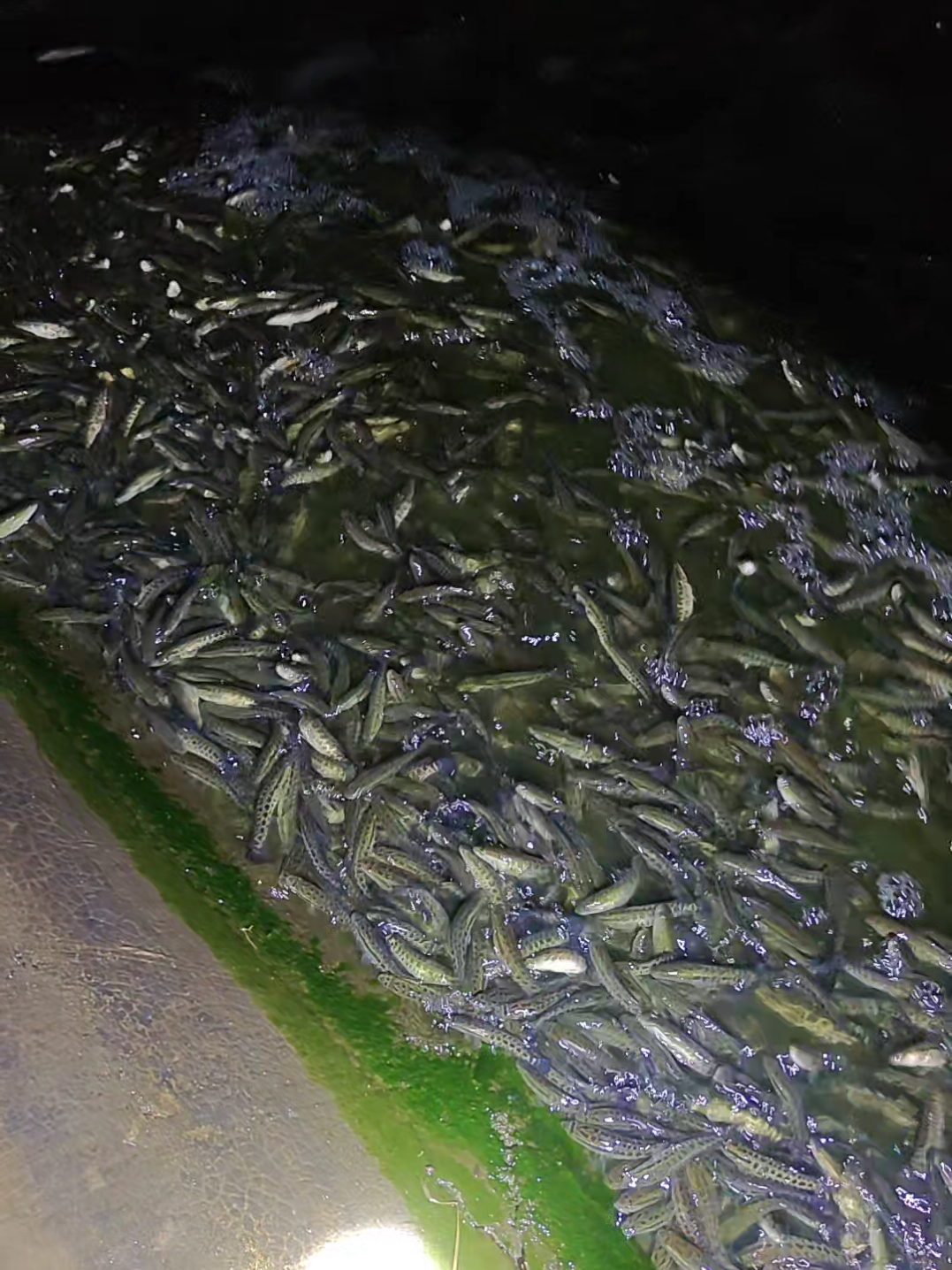 @Cá Chuối Hoa