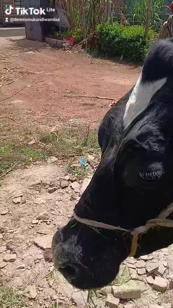 @Dennis Mukundi Wambui
