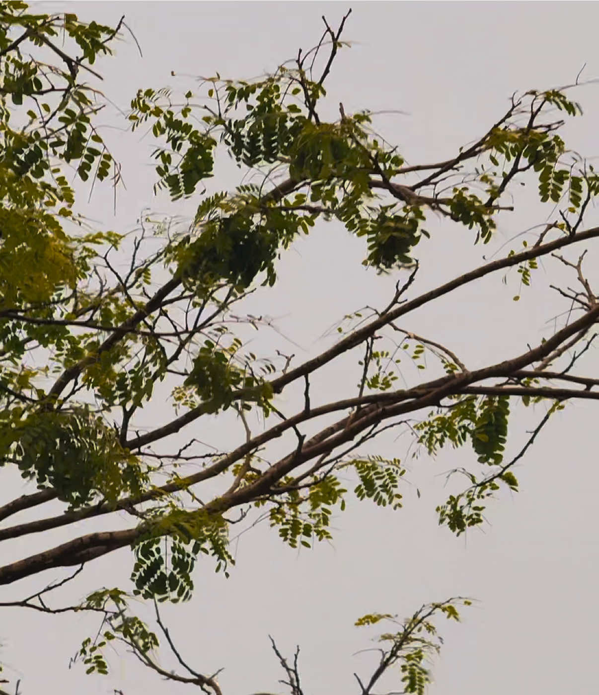@প্রকৃতি 🍃