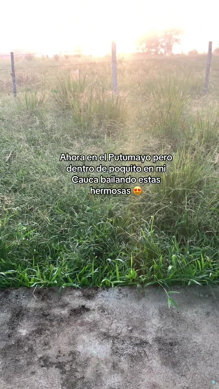 @Jhostin 𖠌𖠌