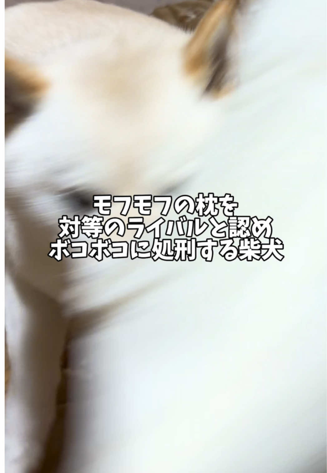 @白柴犬はる🌸