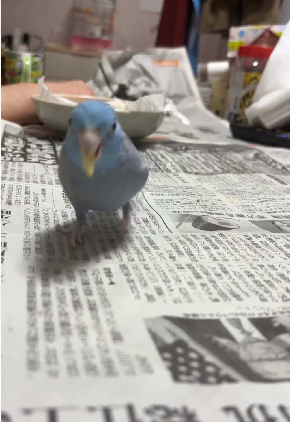 @マメルリハの葵【あおい】