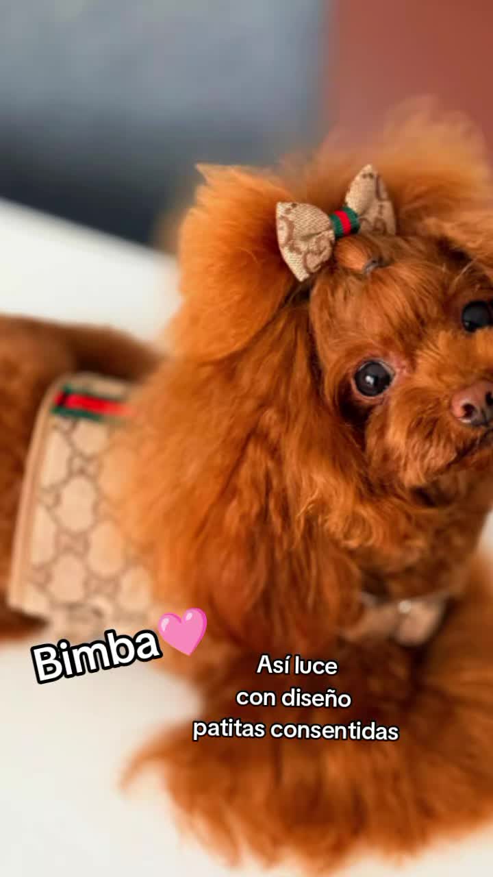 @patitasconsentidastobby