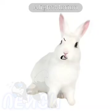 @собака Лейси👑|||🐶✅🐱✅