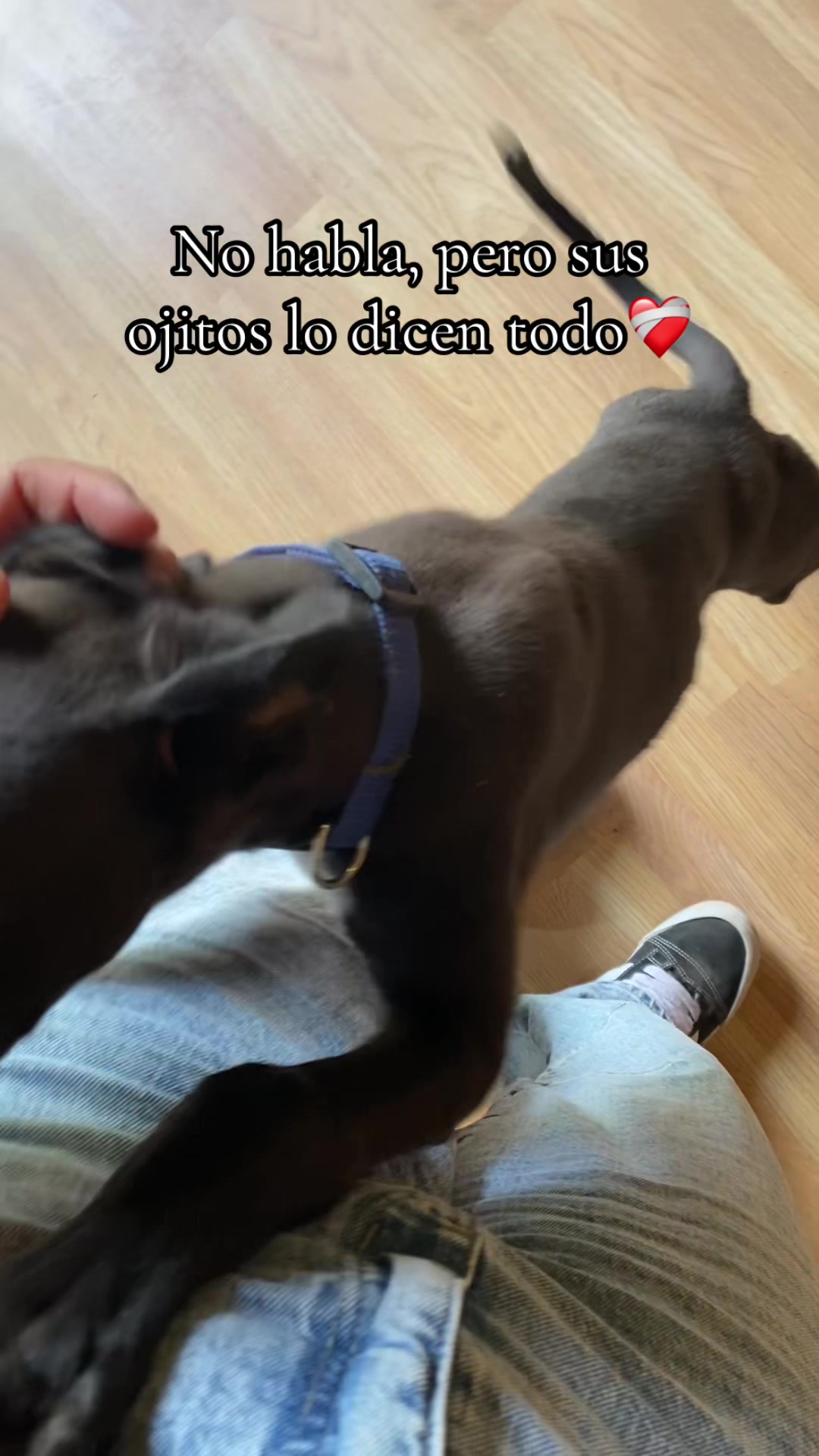 @𝒥𝒶𝑒𝓁 𝒩. 𝐼𝒷𝒶𝒸𝒶𝒸𝒽𝑒