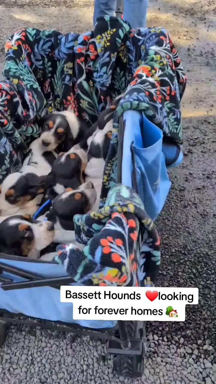 @Home Of All Basset Hound Pups