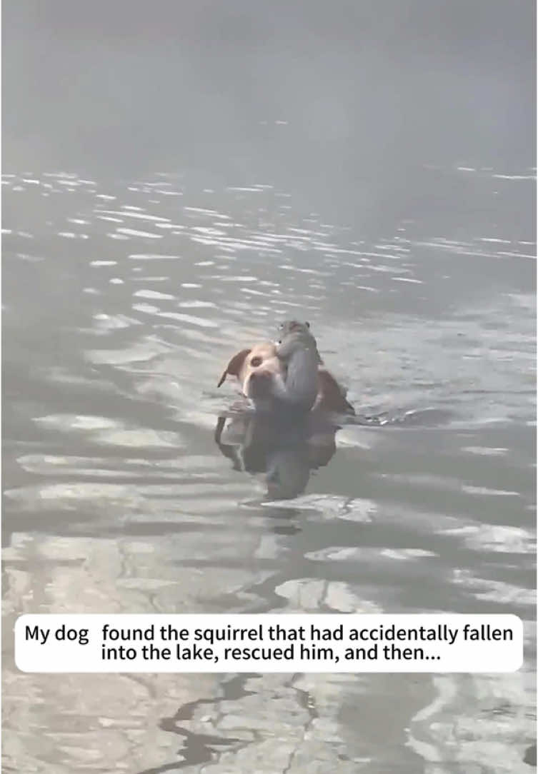 @rescuespet12