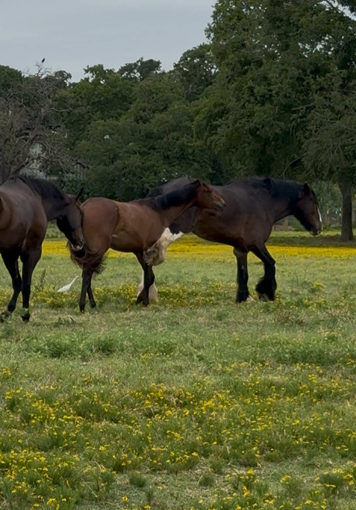 @Winston James The Clydesdale