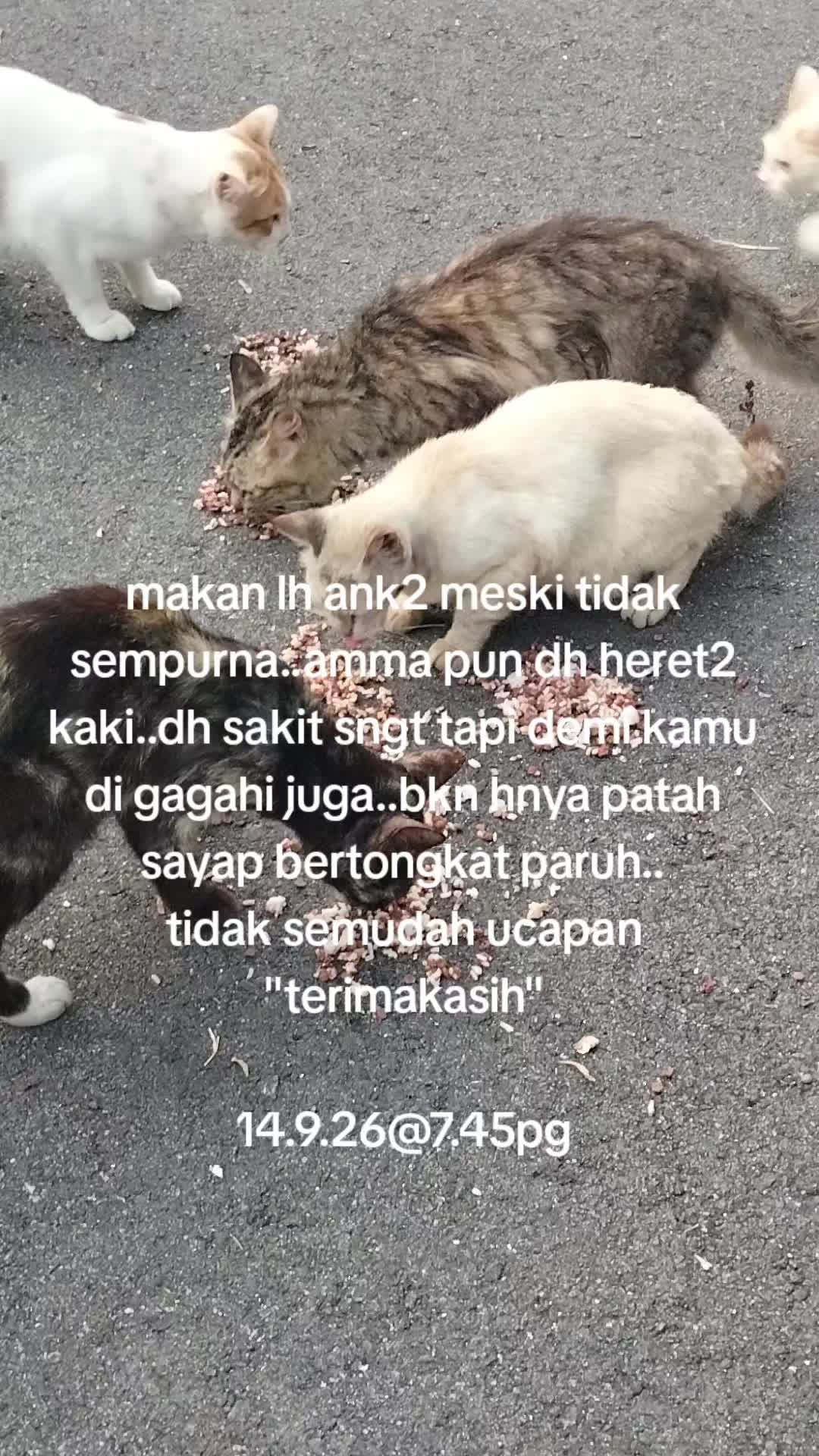 @MaderCats