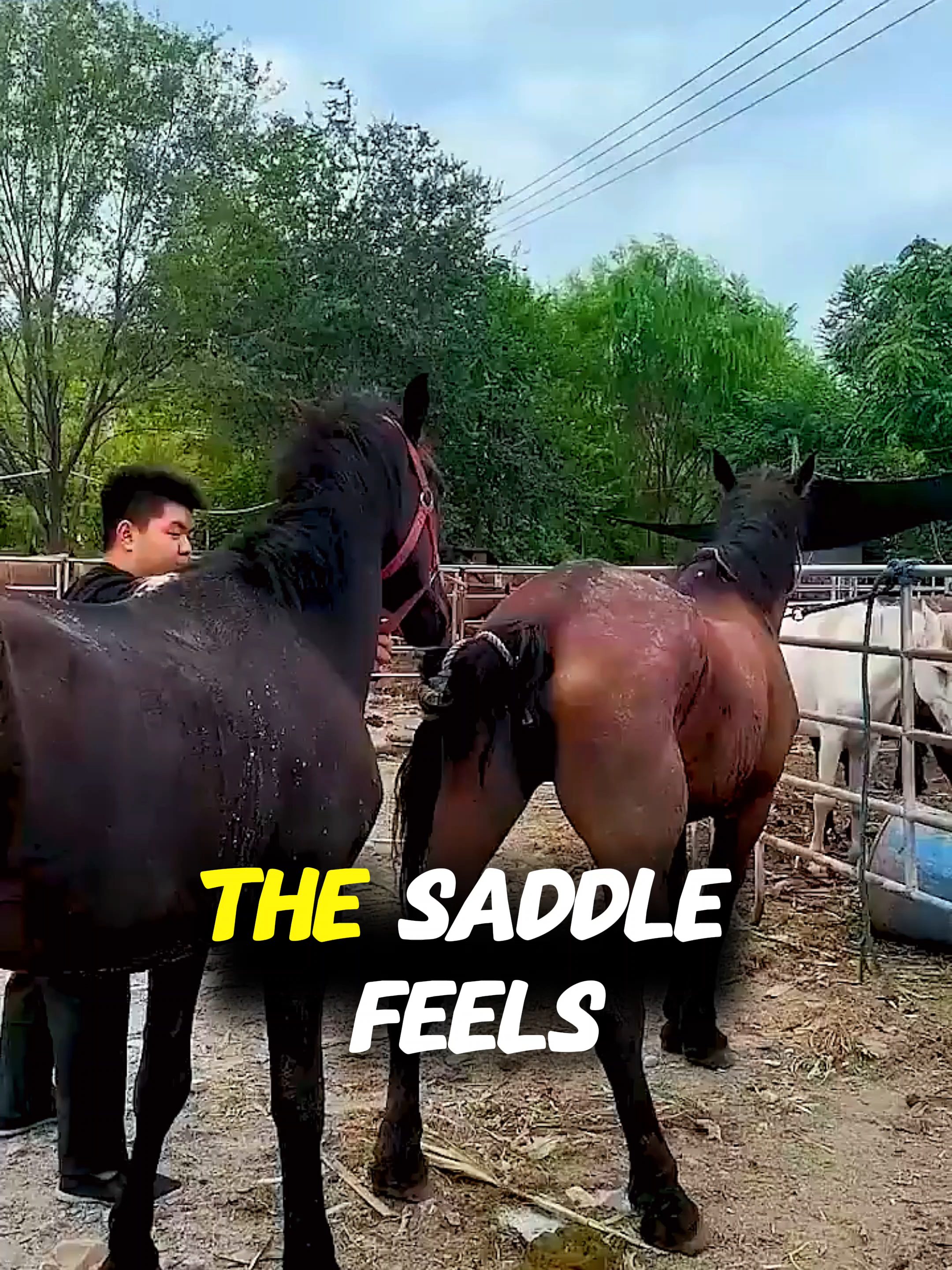 @horselife015