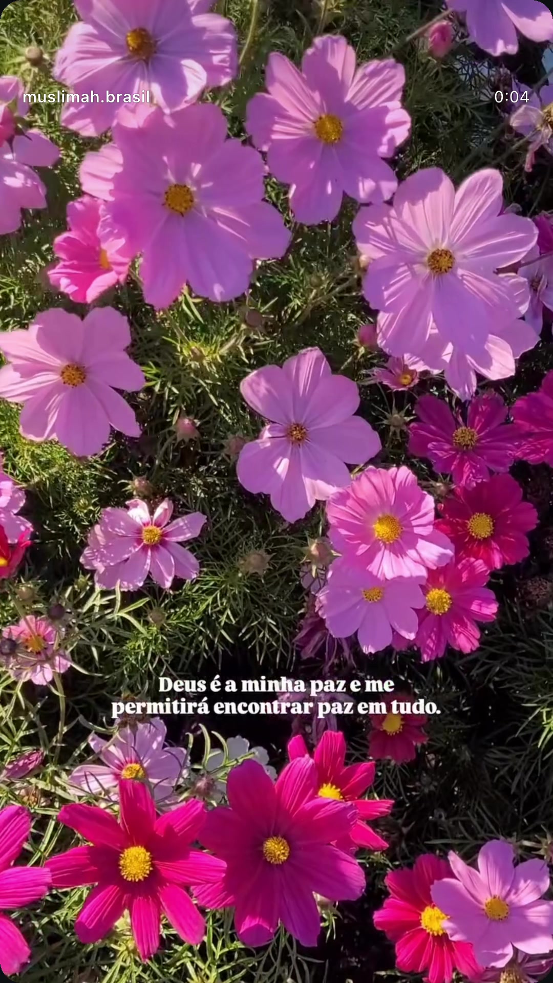 @brazilian revert 🇧🇷☪️✨🤲🏽