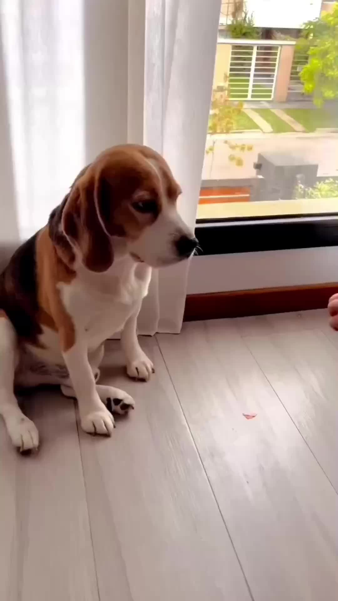 @Funny Animals😽🐶❤️