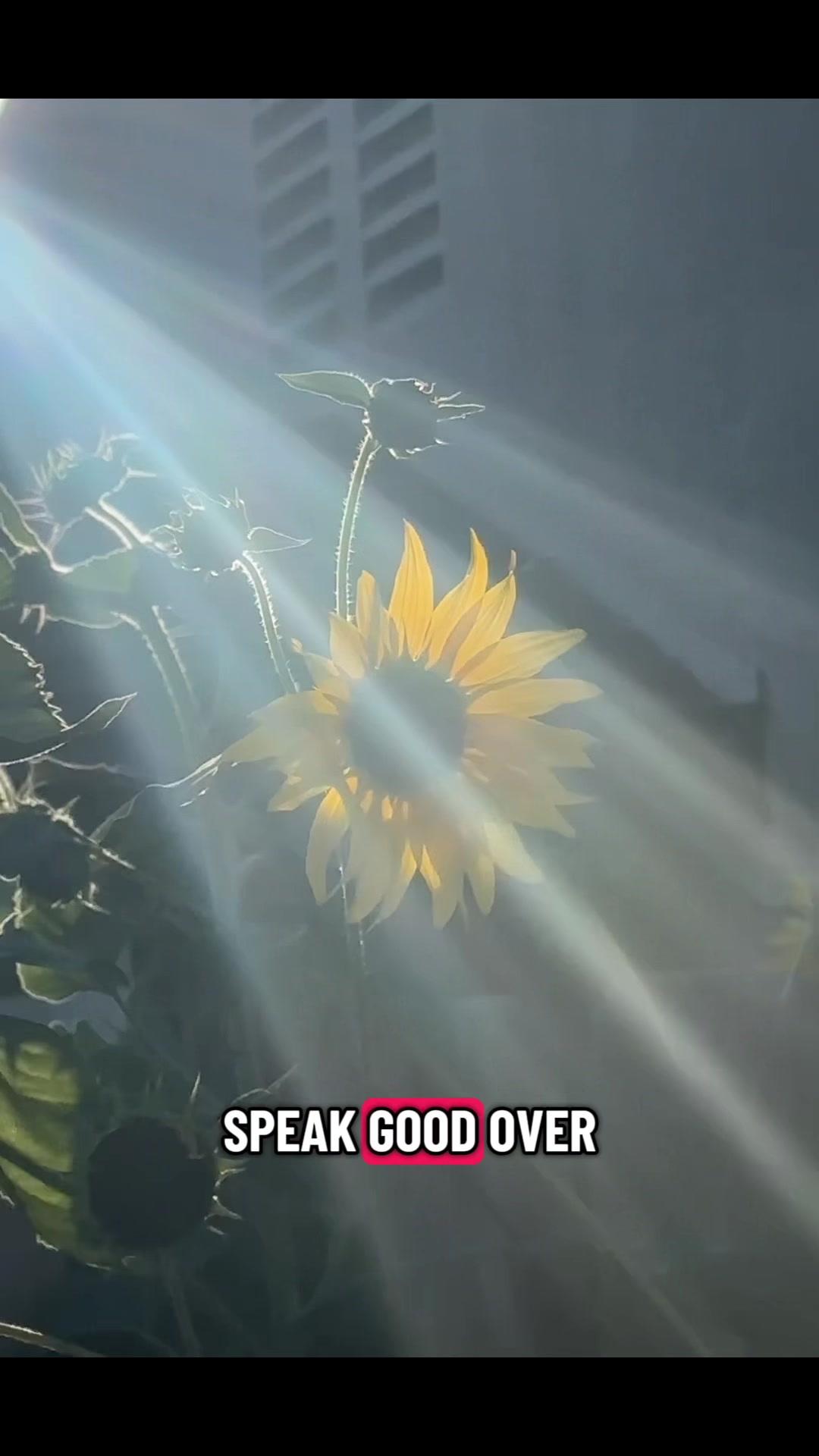 @SimpleHappiness🌞
