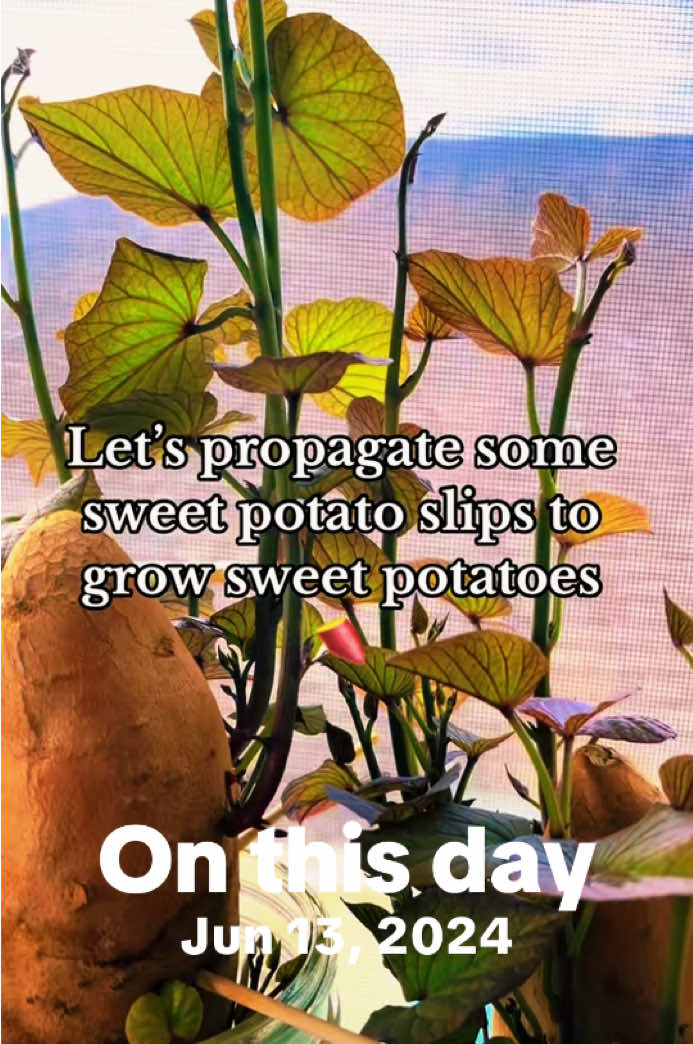 @🧶🧜🏾&zwj;♀️ItzJustChele👩🏽&zwj;🌾🐰