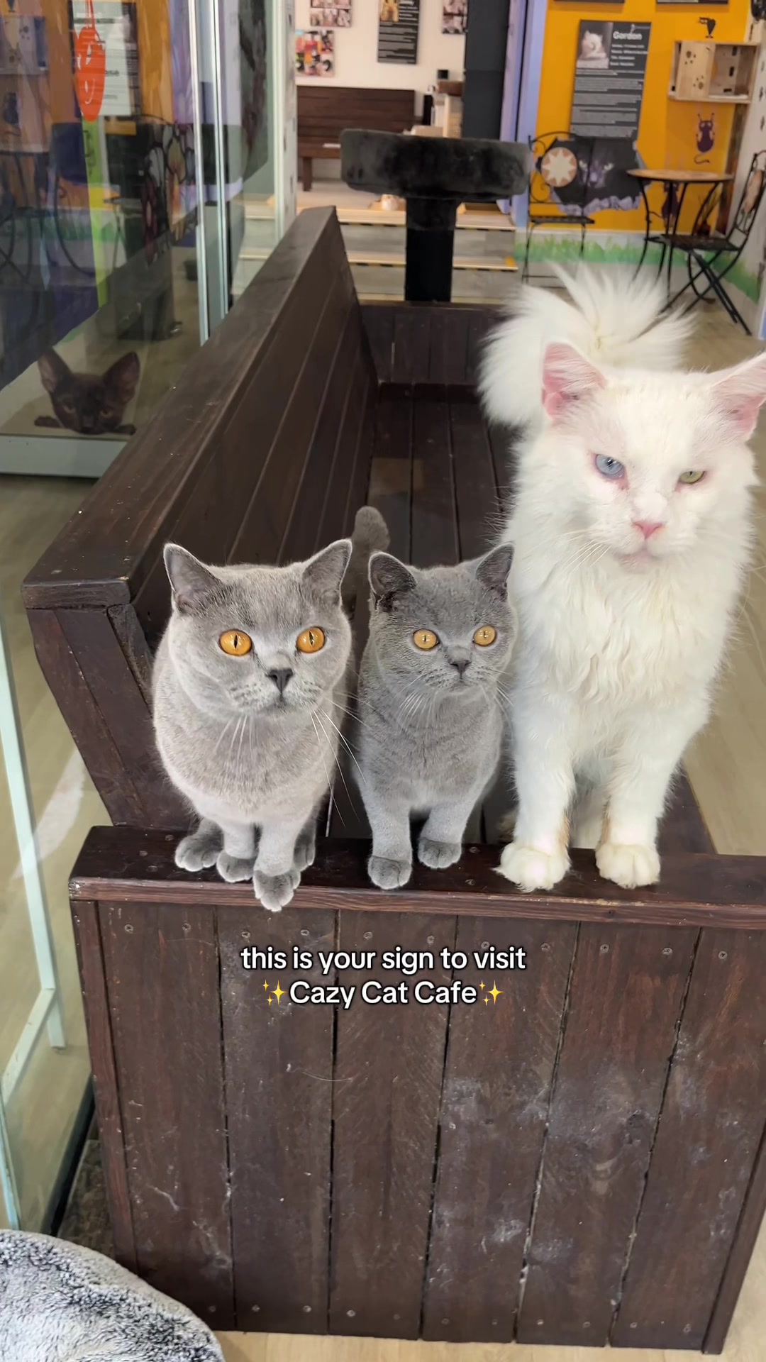 @crazycatcafe