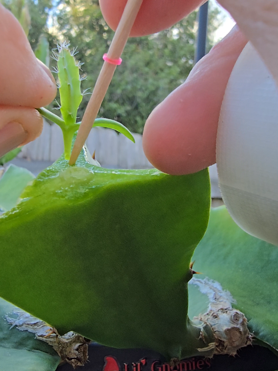 @Space Coast Dragon Fruit
