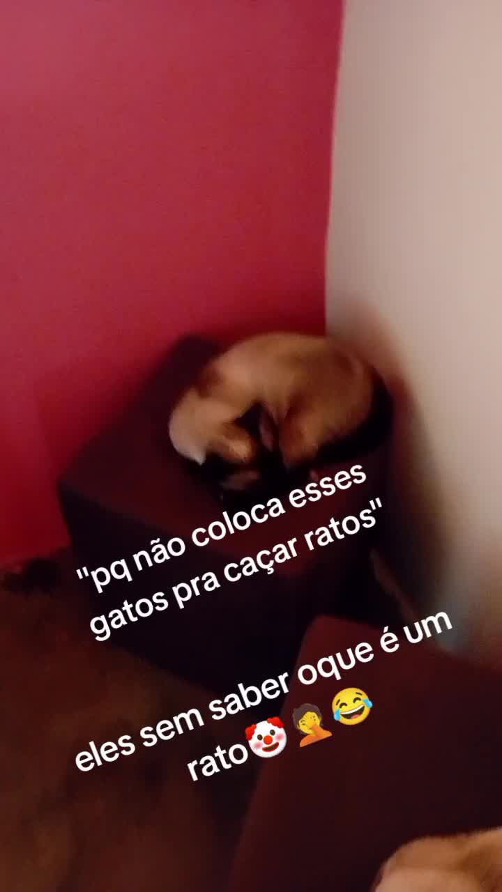@Dayane Xavier