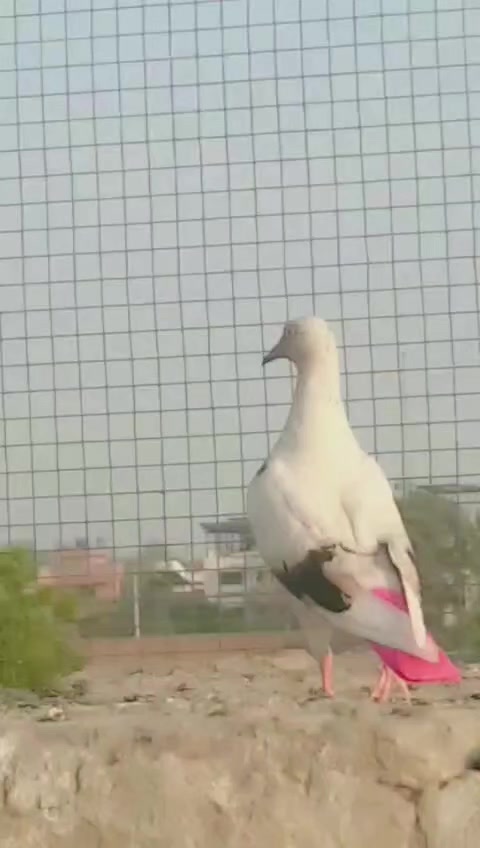@malik Ali