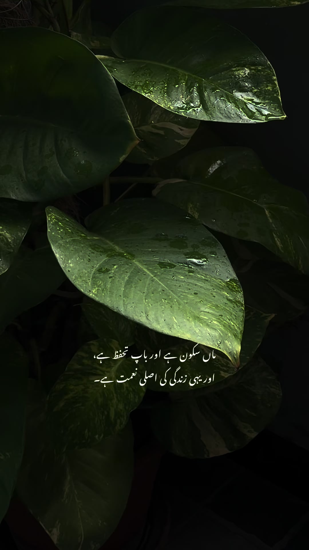 @𝙏 𝘼 𝙇 𝙃 𝘼🫀❤️🩹