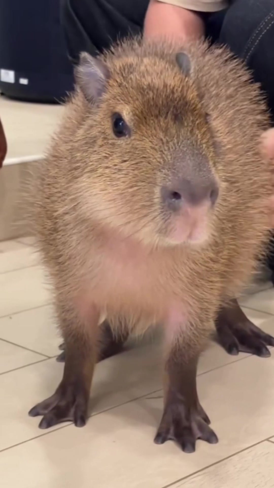 @Capybarabaramedia