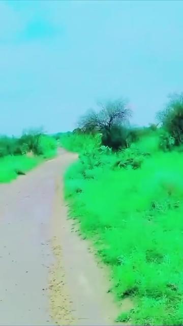 @Alihamed78