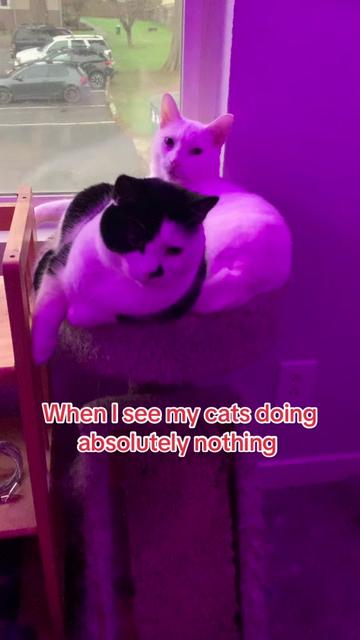 @TwinkieMayhem