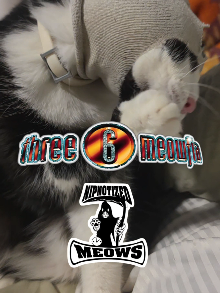 @THUGxedo Cat