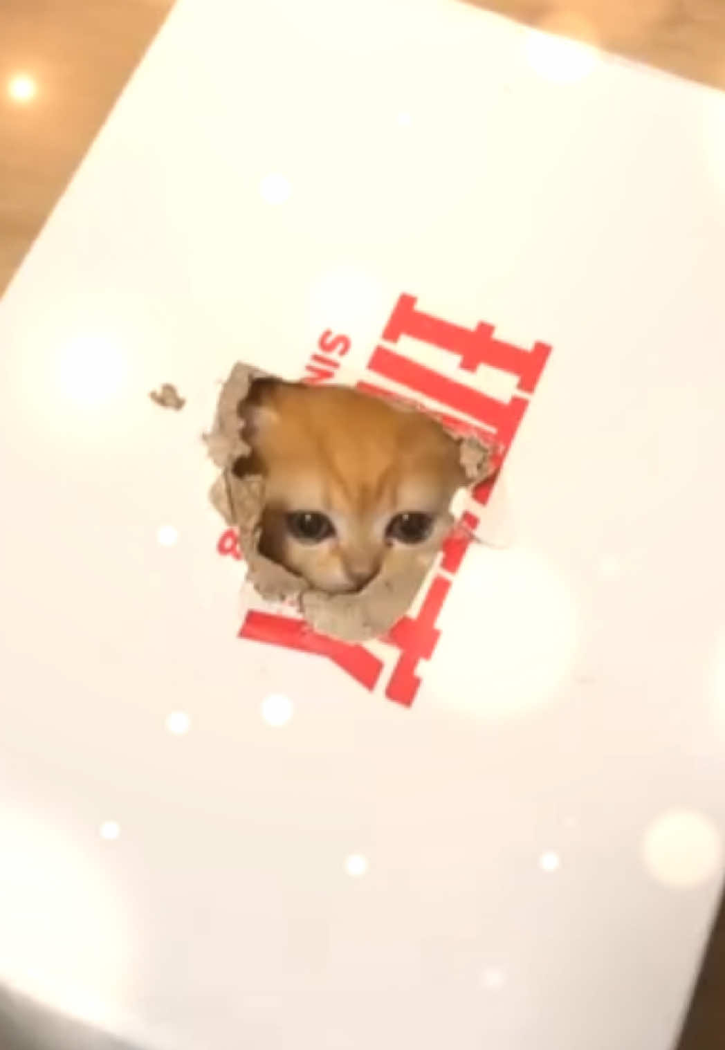 @UCHINOKOmohumohu