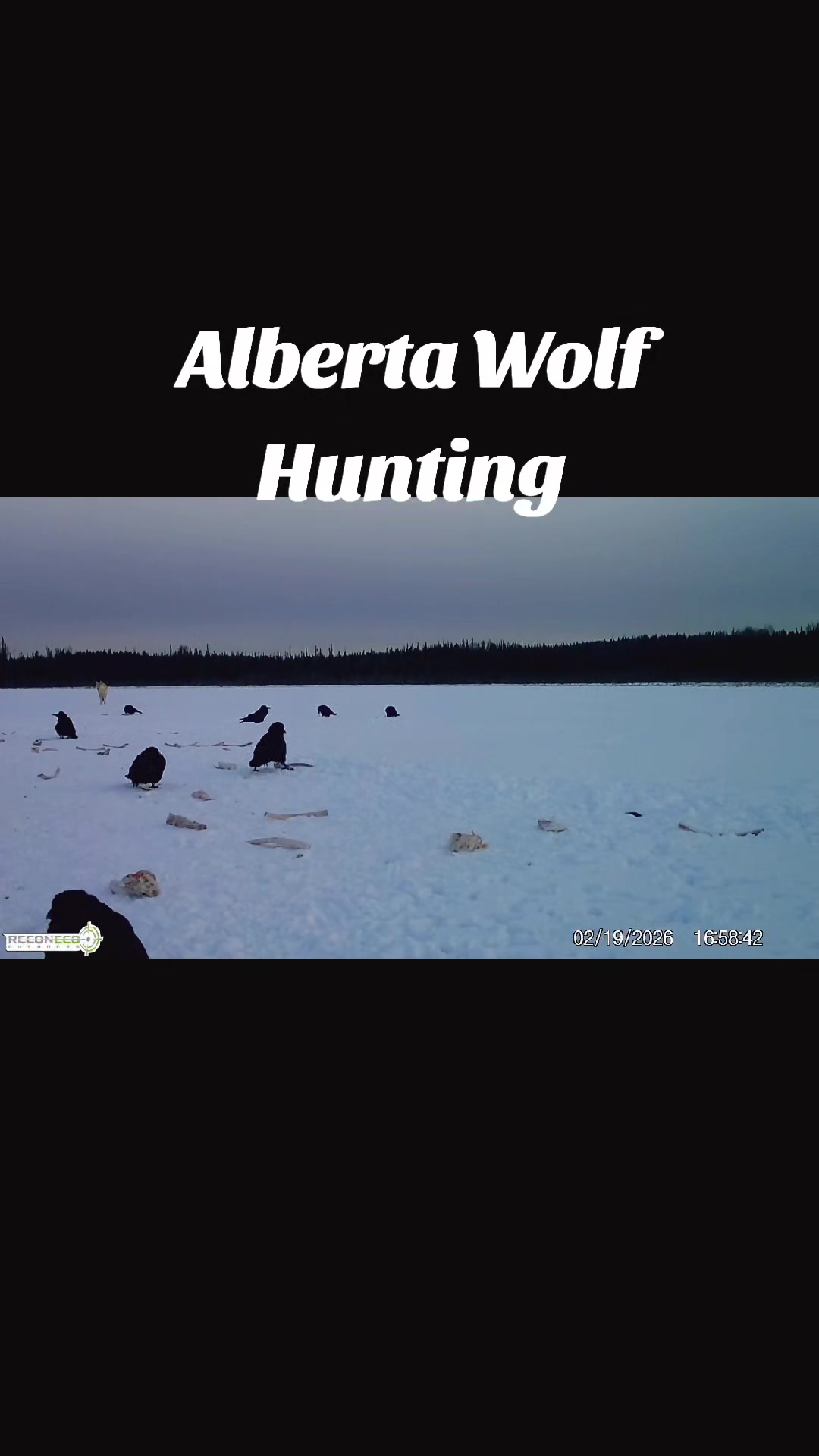 @ddwildhunts