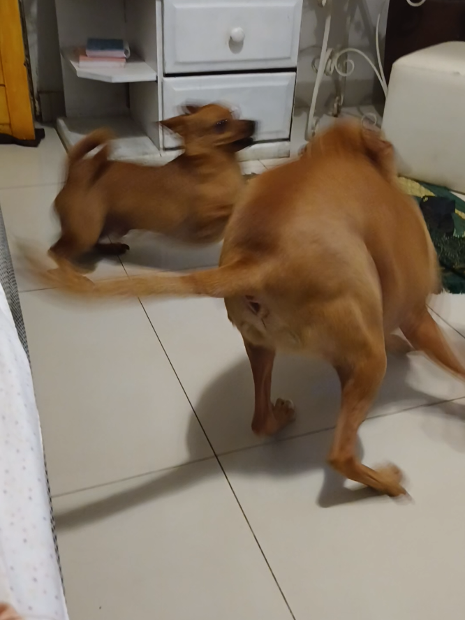 @Cosmos🐕 Maui🐶  Aurora🦊