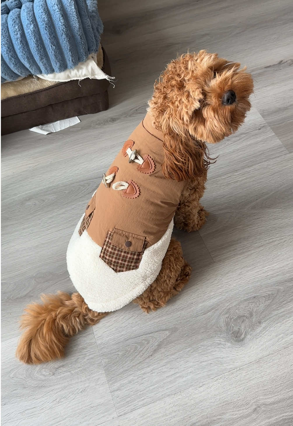 @Leo the Cavapoo